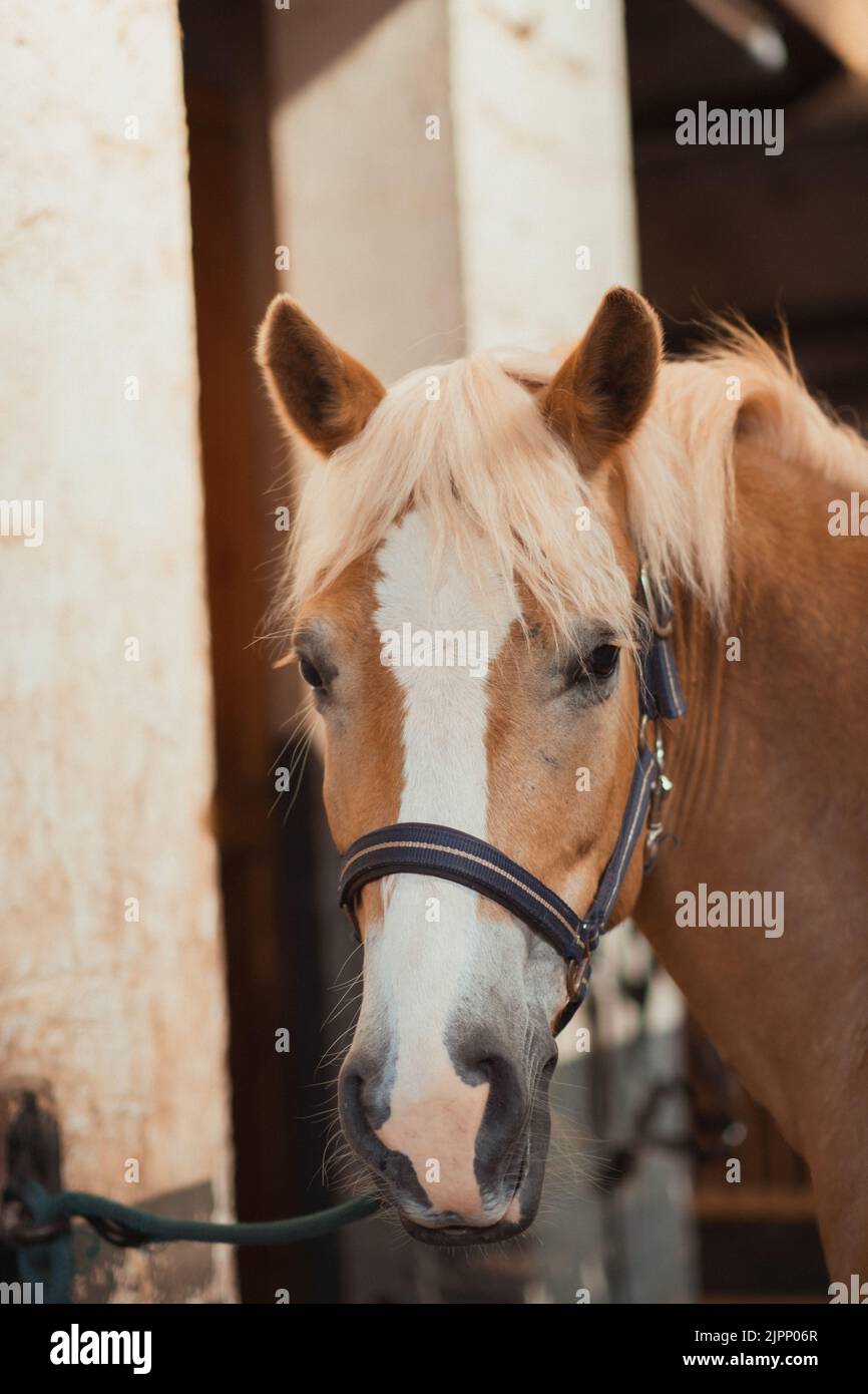 A vertical shot of beautiful horse Haflinger tied to a wall with chain, looped chained Stock Photo