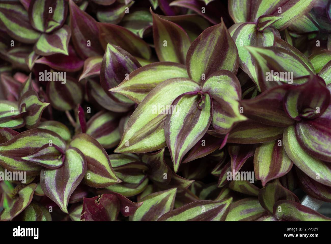 Tradescantia motley multicolor. Home flower with purple leaves. Grade Leonora blossfeldiana zebrina. Stock Photo