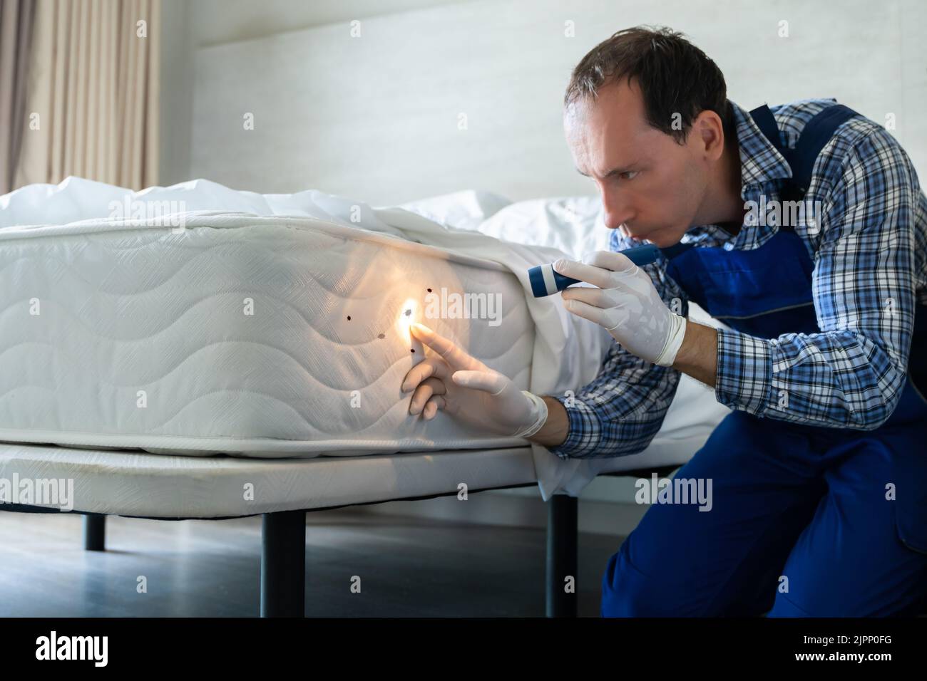 Bed Bug Infestation And Treatment Service. Bugs Extermination Stock