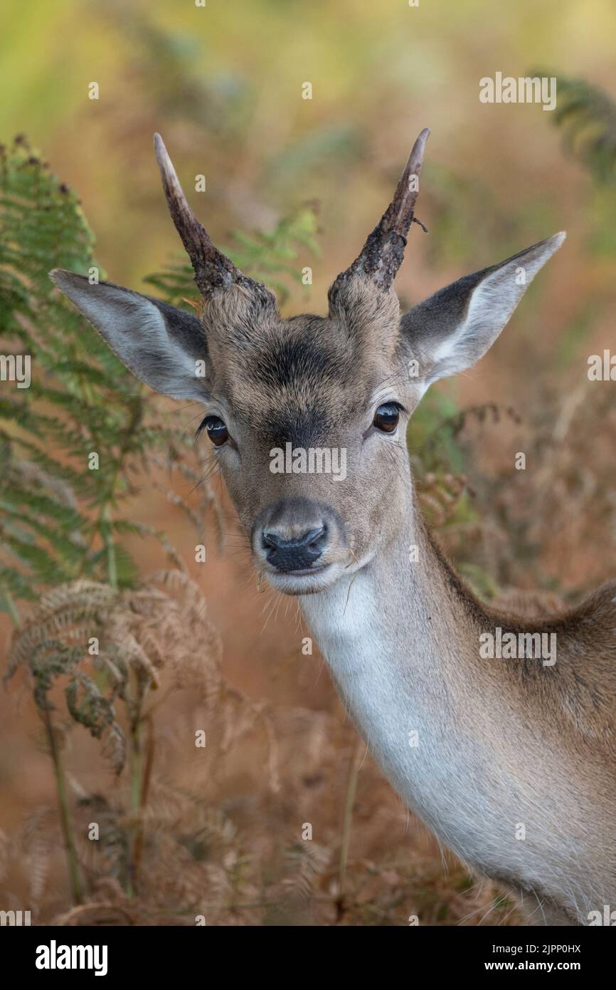 Cute little face of a young Deer just starting to grow antlers Stock Photo