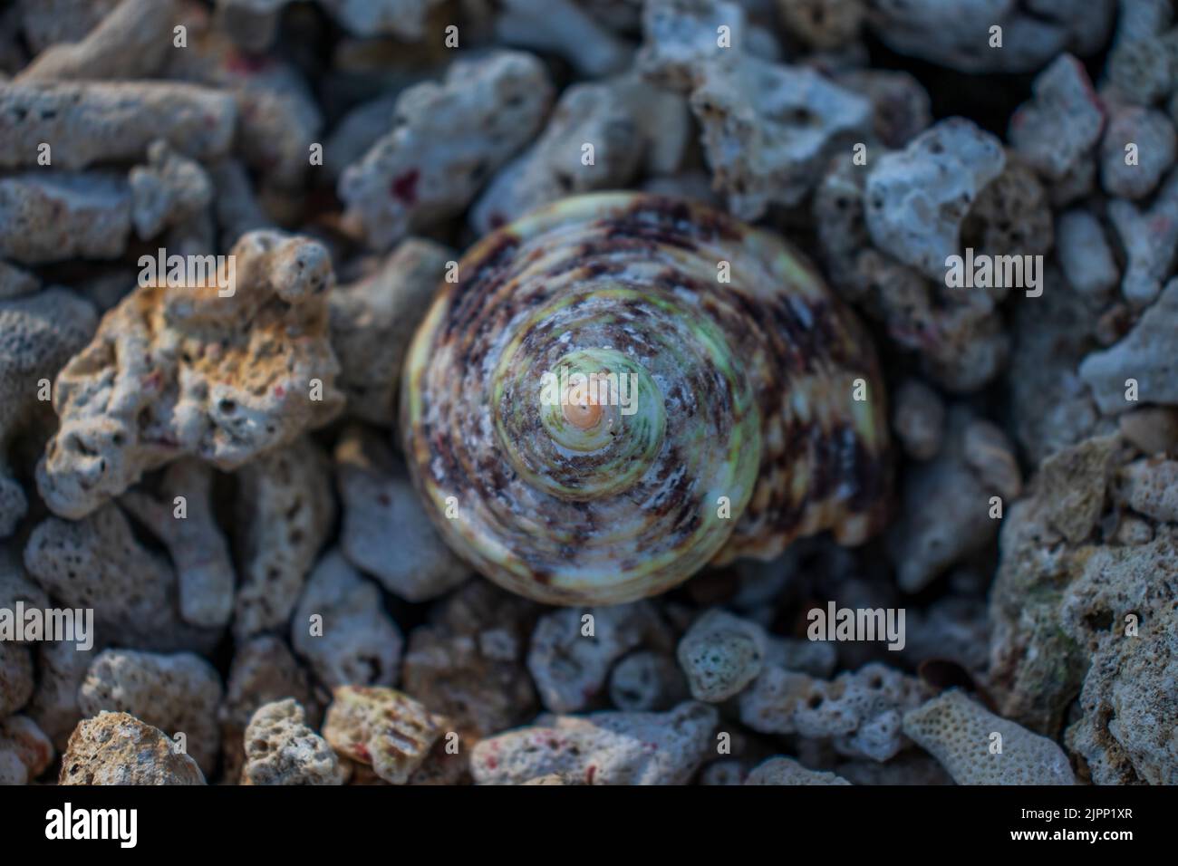 Sea snail shell on the beach, Aceh, Indonesia. Stock Photo
