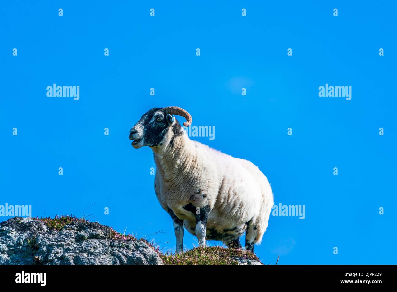 Scottish Blackface sheep on the Isle of Lewis and Harris, Scotland ...