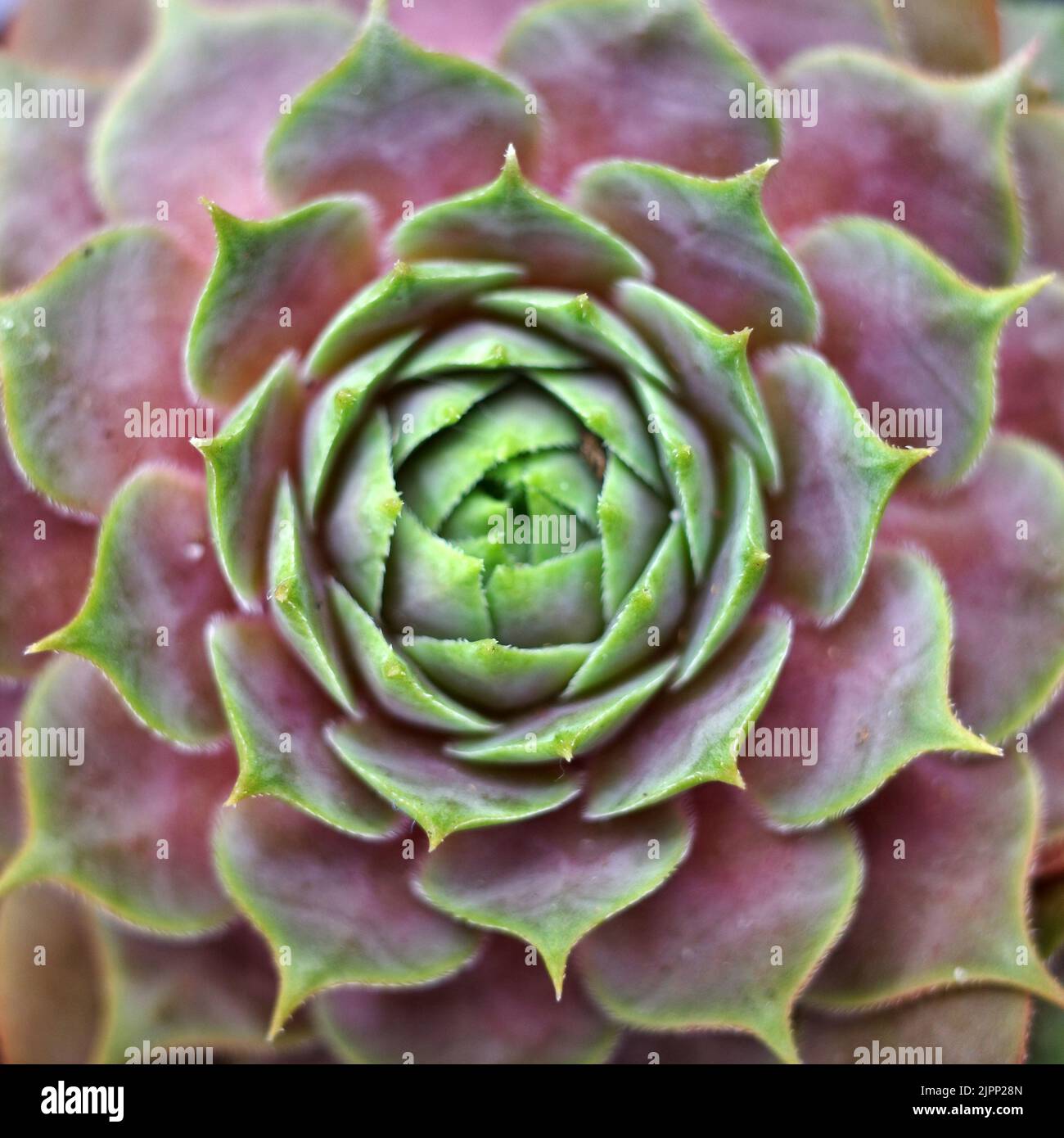 Close up of a houseleek variety. It's a Sempervivum tectorum plant, a succulent Stock Photo