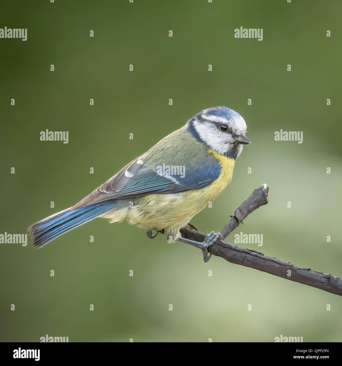 A closeup of a cute small Tit perched on a tree branch in nature with a  blurred background Stock Photo - Alamy