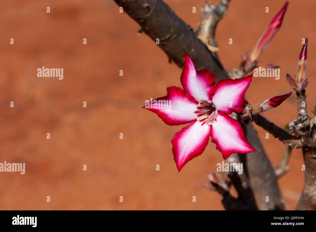 Impala Lily flower (Adenium multiflorum) in South Africa closeup with blurred background and copy space Stock Photo