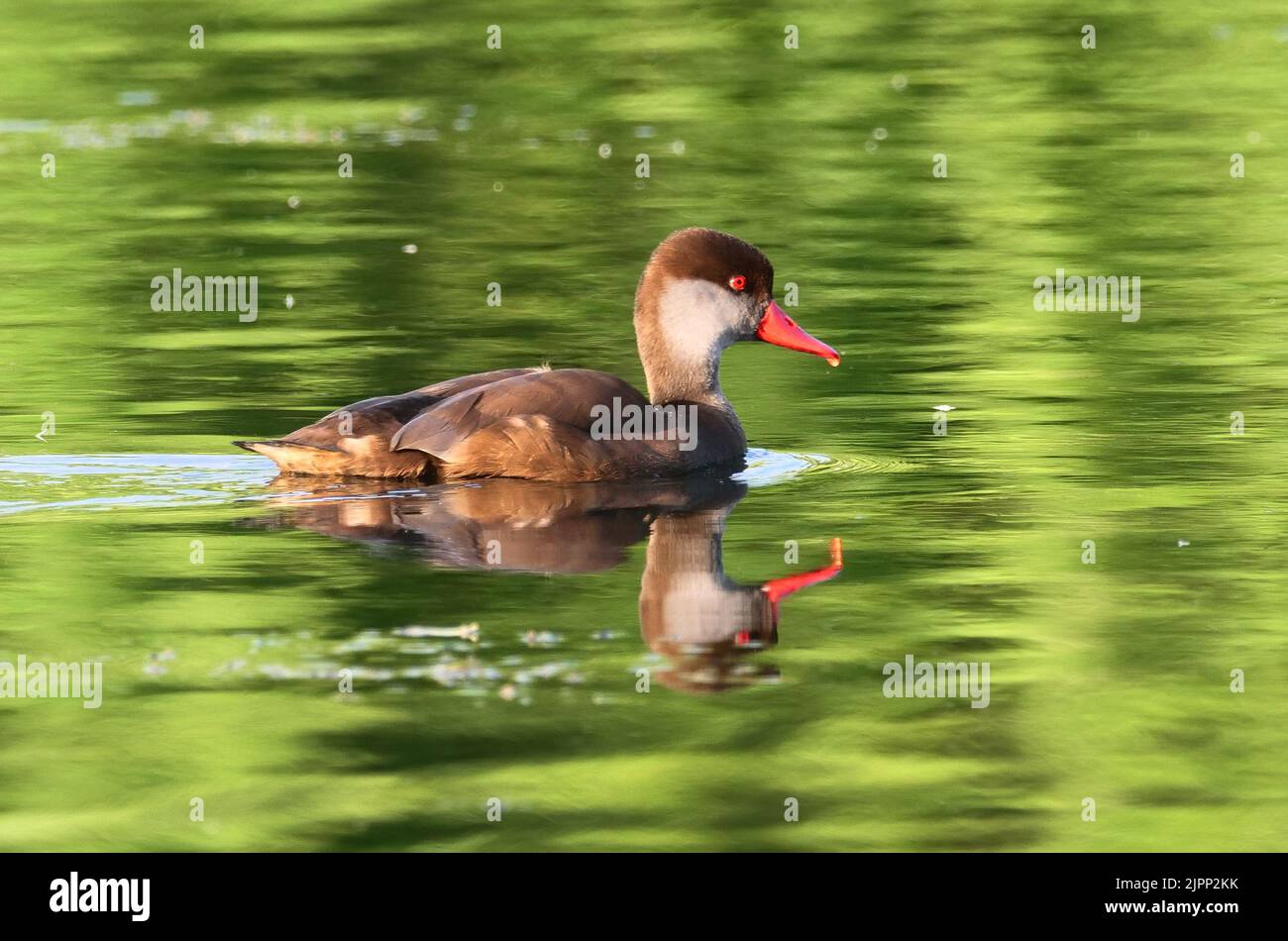 07 August 2022, Schleswig-Holstein, Plön: 07.08.2022, Ploen. A Pochard Duckling (Netta rufina) in slack dress is swimming on the big Ploen Lake. The diving duck is looking for food and still has a drop of water hanging from its beak from the last dive. Photo: Wolfram Steinberg/dpa Photo: Wolfram Steinberg/dpa Stock Photo