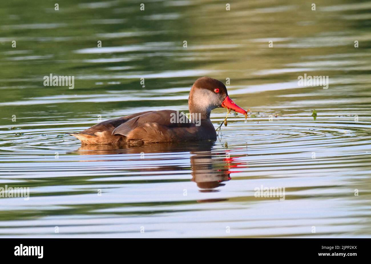 07 August 2022, Schleswig-Holstein, Plön: 07.08.2022, Ploen. A Pochard Duckling (Netta rufina) in dress is swimming on the big Ploen Lake. The diving duck is looking for food and parts of water plants are still hanging out of its beak from the last dive. Photo: Wolfram Steinberg/dpa Photo: Wolfram Steinberg/dpa Stock Photo
