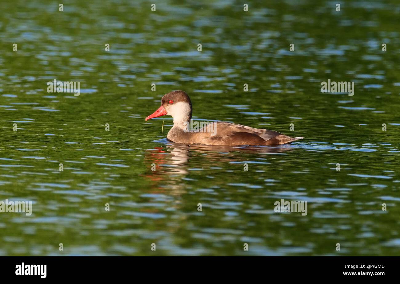 07 August 2022, Schleswig-Holstein, Plön: 07.08.2022, Ploen. A Pochard Duckling (Netta rufina) in dress is swimming on the big Ploen Lake. The diving duck is looking for food and a piece of a water plant is still hanging from its beak from the last dive. Photo: Wolfram Steinberg/dpa Photo: Wolfram Steinberg/dpa Stock Photo