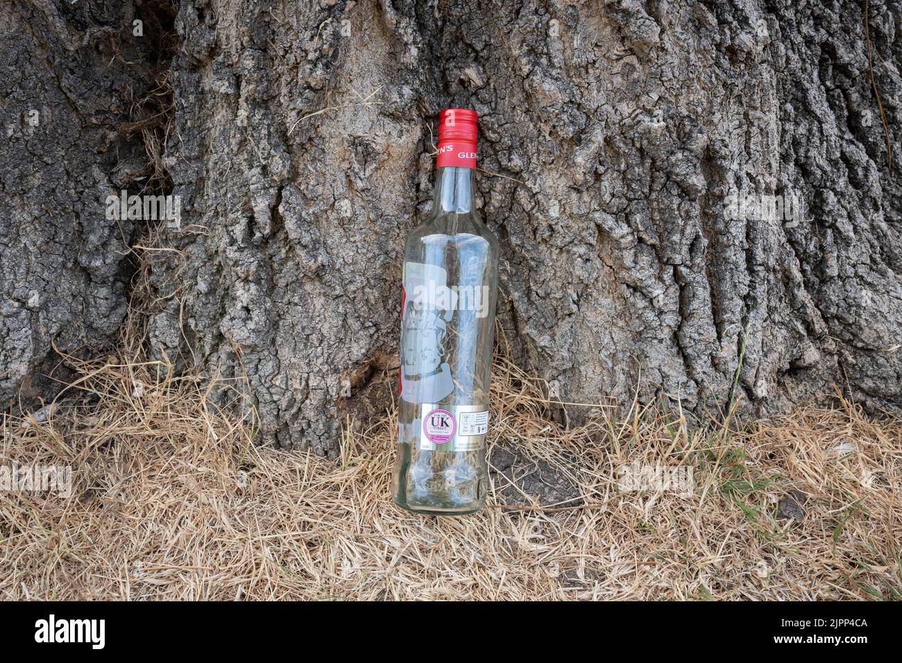 During the UK drought, a single bottle of vodka has been discarded at the foot of an ash tree after a party in Ruskin Park, south London, on 15th August 2022, in London, England. A hosepipe ban remains in place for the Thames Water area that includes London and the south-east. Stock Photo