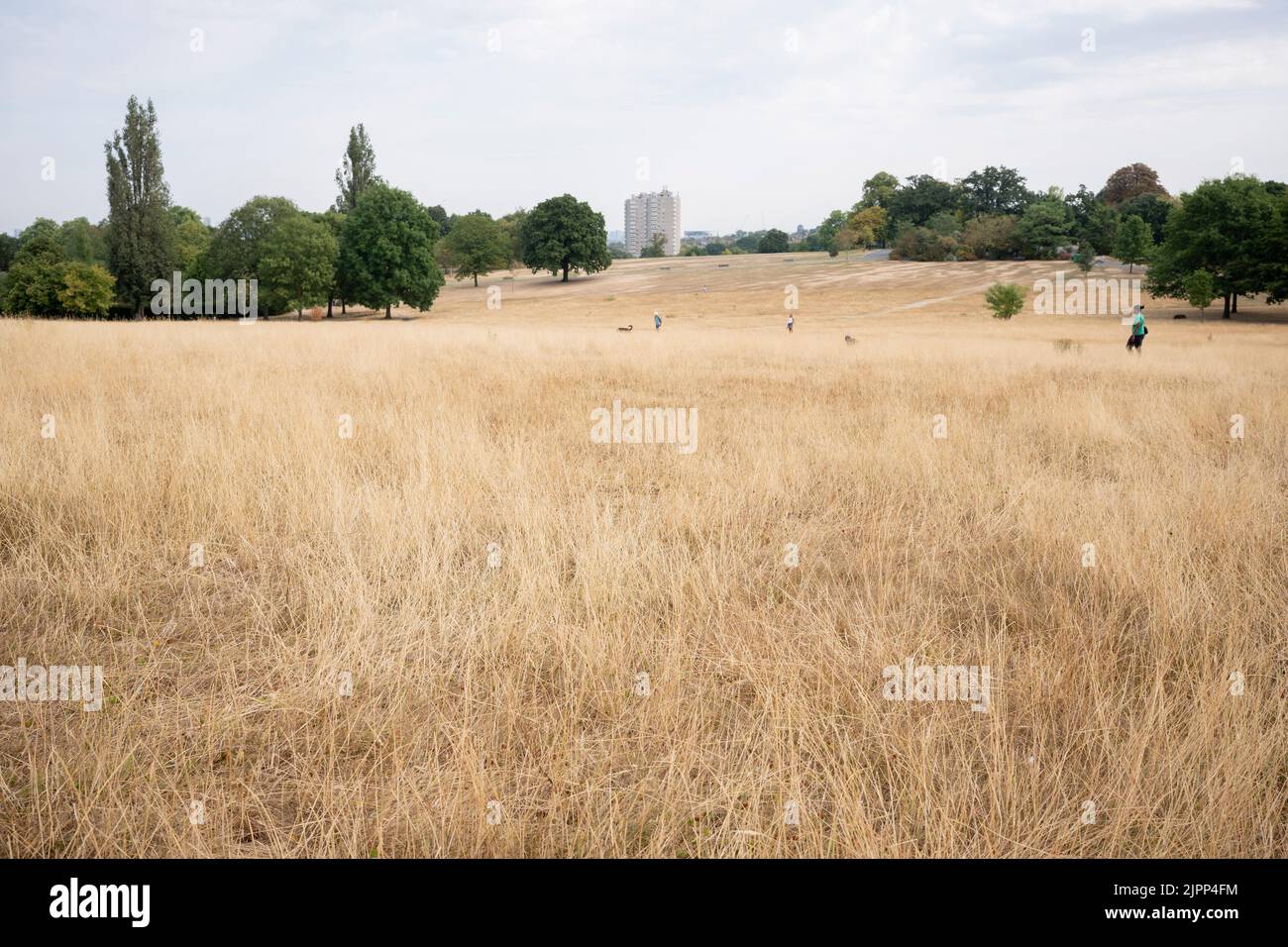 A landscape of dry, brown and parched grass in Brockwell Park during