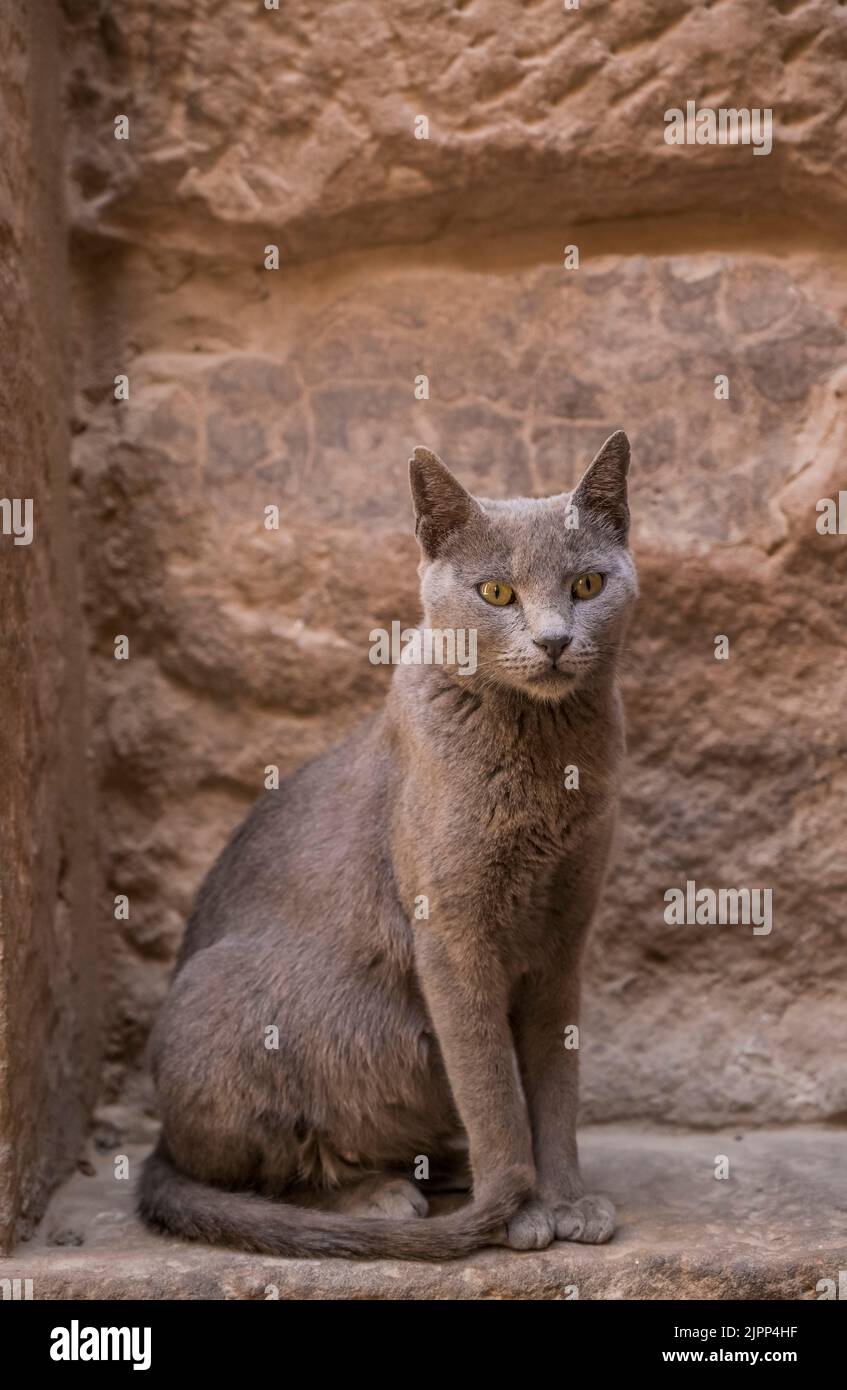Katze in der Tempelanlage Philae, Assuan, Ägypten Stock Photo