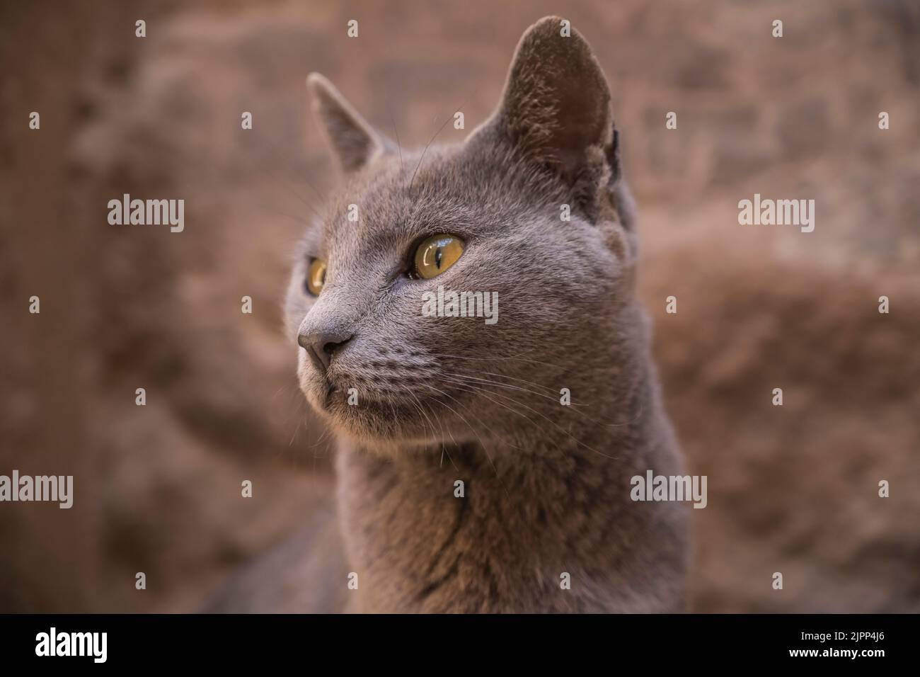 Katze in der Tempelanlage Philae, Assuan, Ägypten Stock Photo