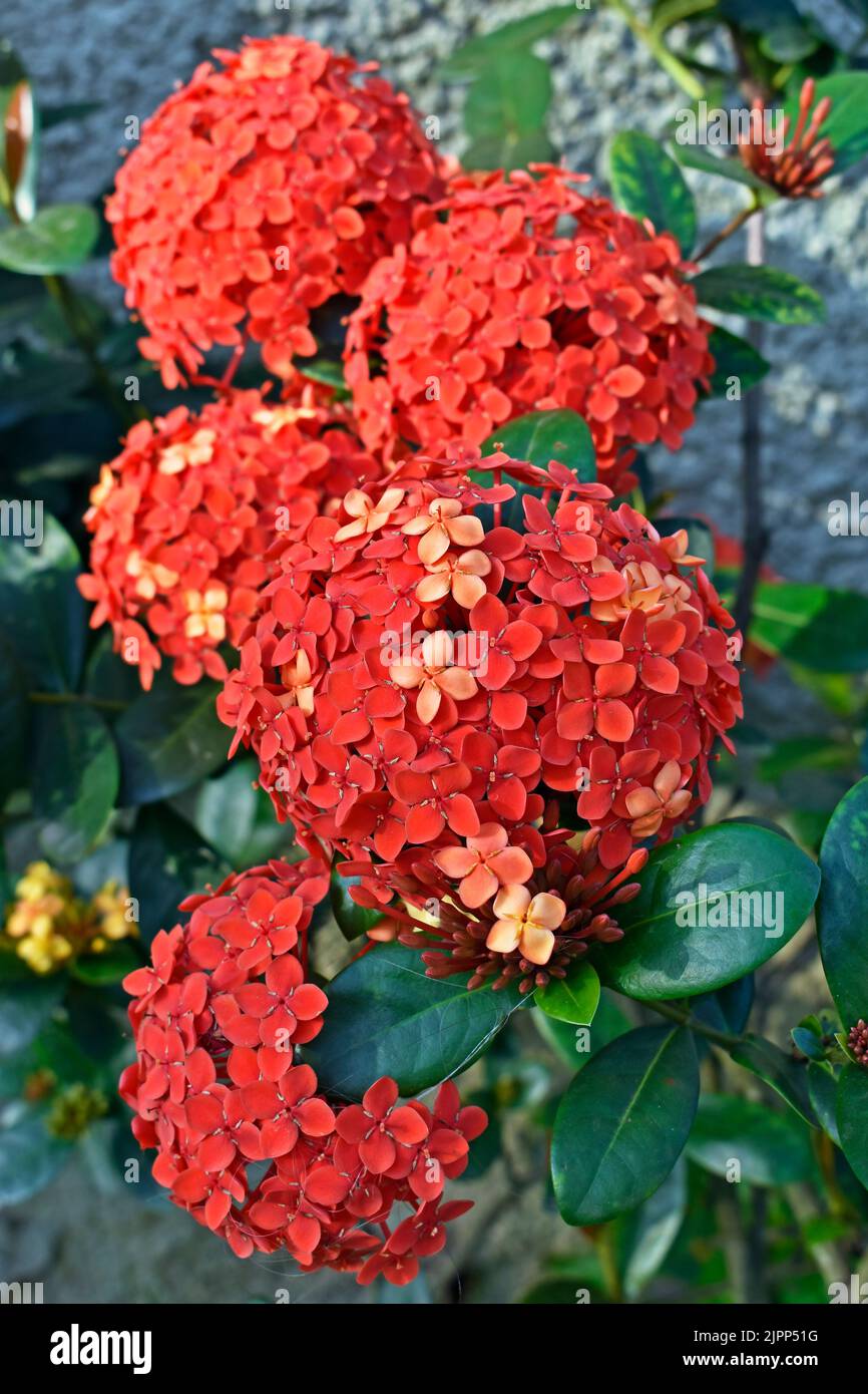 Jungle geranium or flame of the woods (Ixora coccinea) on garden Stock Photo