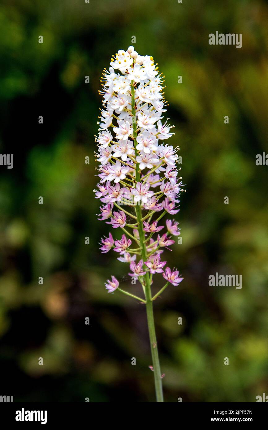 A pink and white foam flower growing in the wild. Stock Photo