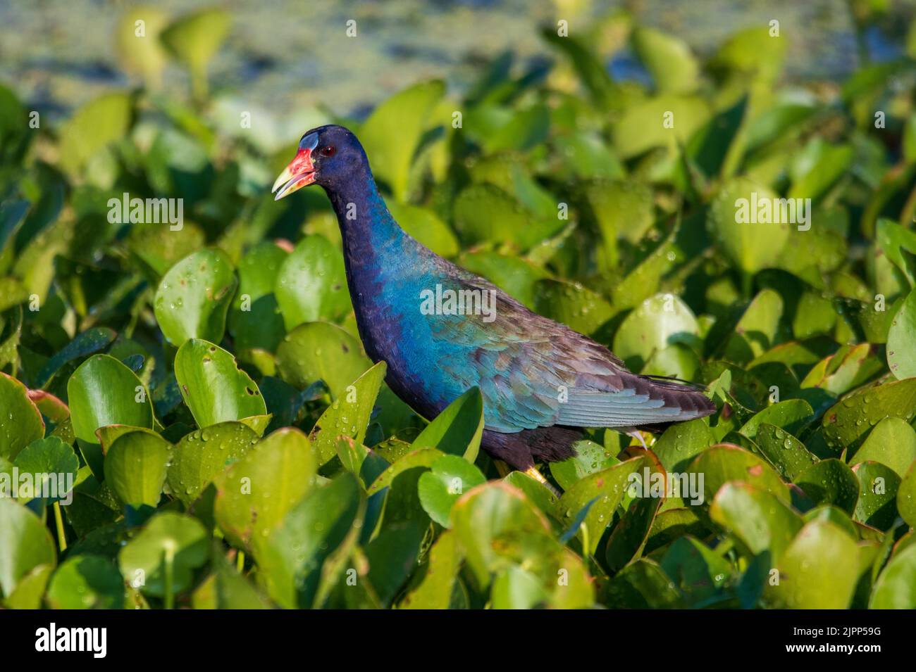 american-purple-gallinule-hi-res-stock-photography-and-images-alamy