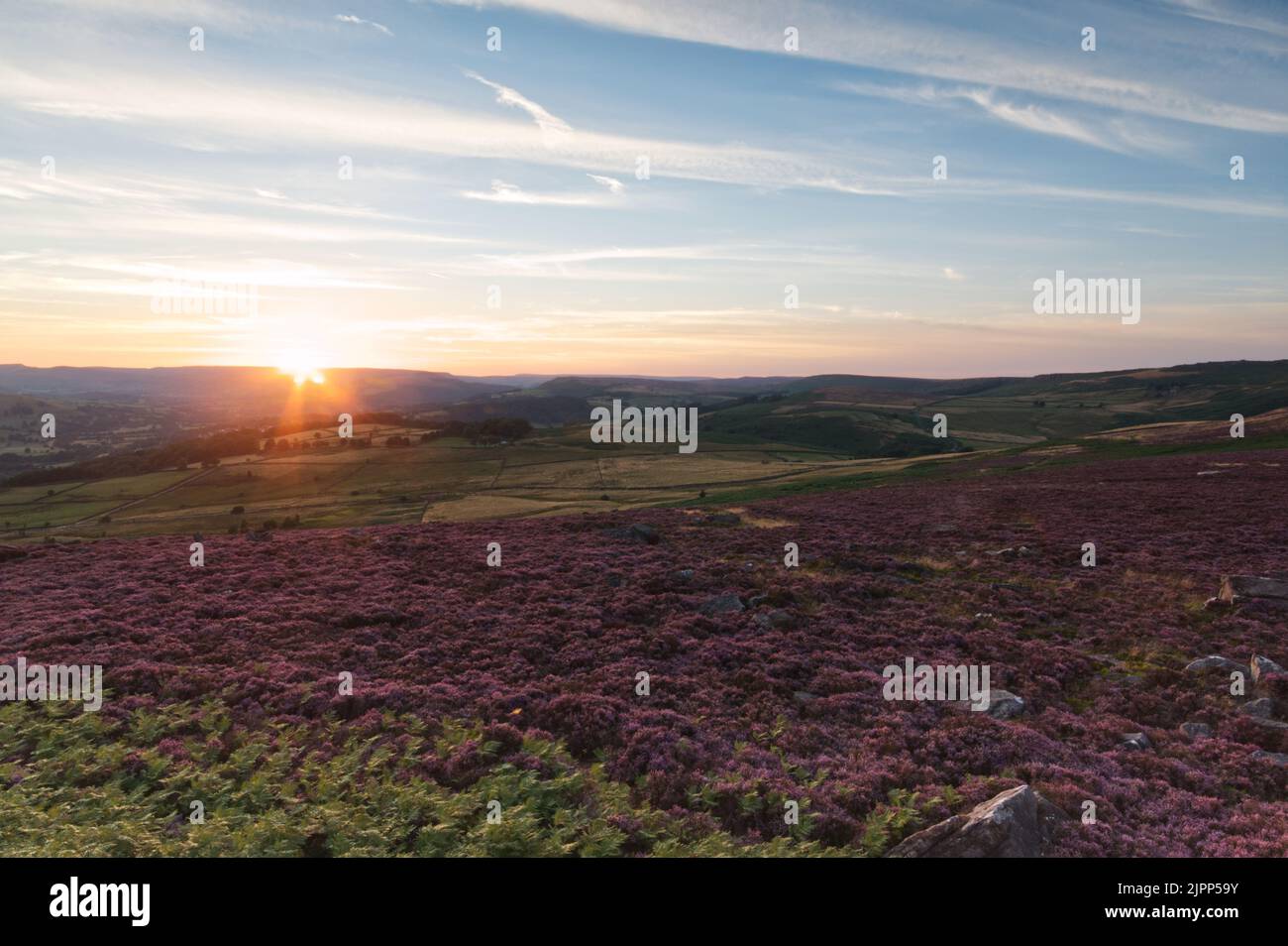 Looking out over pink heather from Over Owler Tor in the Peak District National Park, England, UK Stock Photo