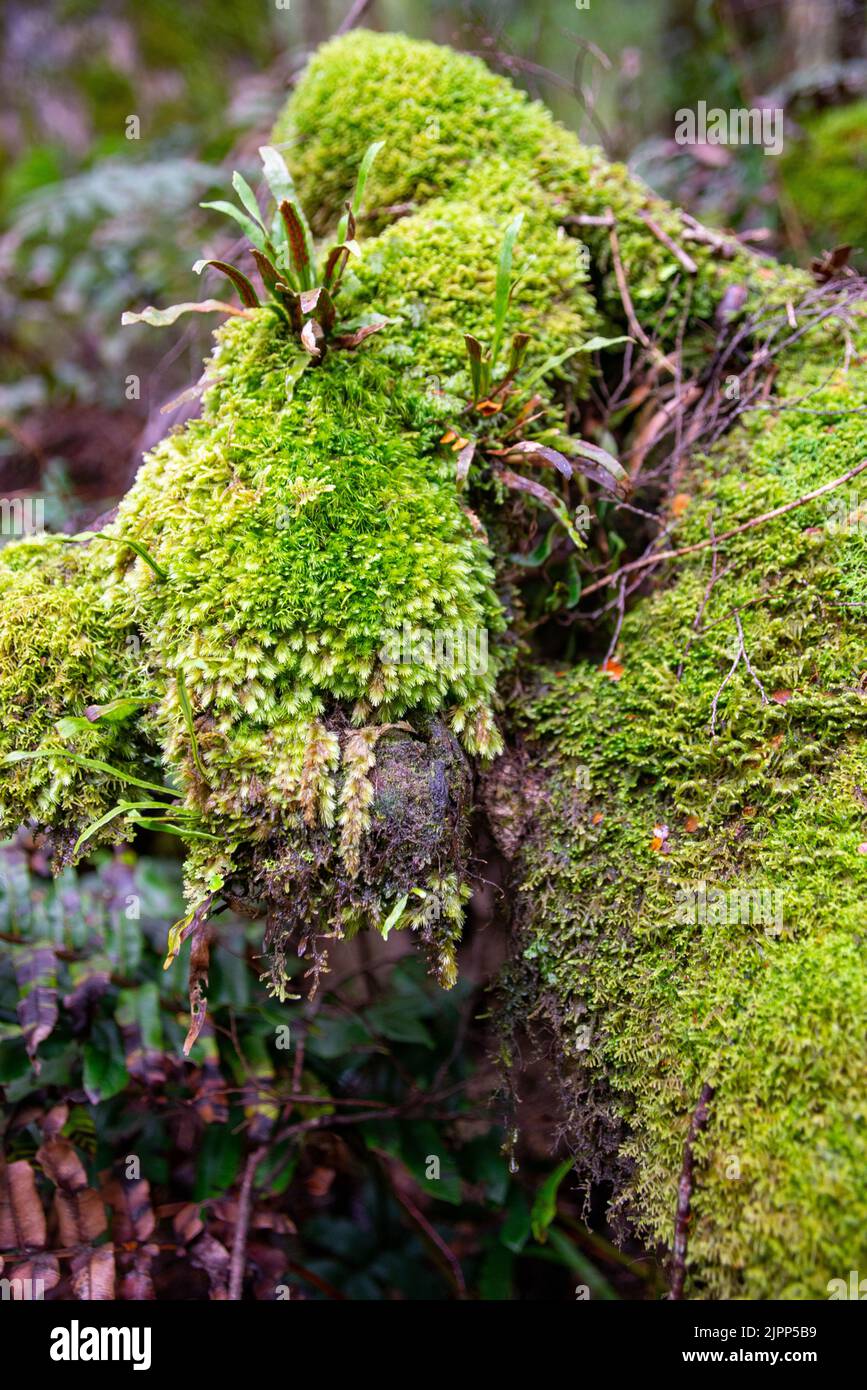 A vertical shot of a wood bristle-moss (Orthotrichum affine) Stock Photo