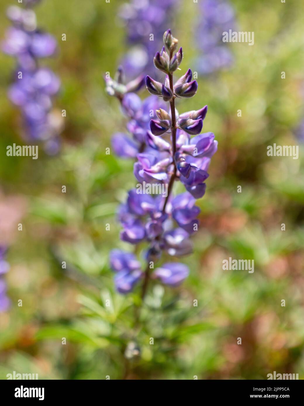 A selective focus shot of purple lupine in Tahoe National Forest Stock ...