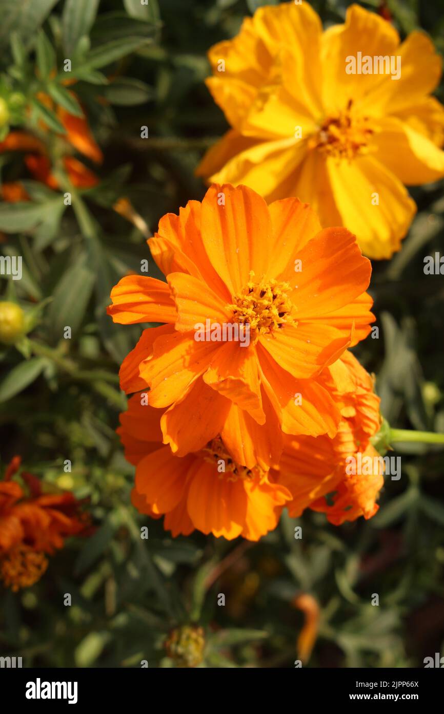 Genda phool hi-res stock photography and images - Alamy