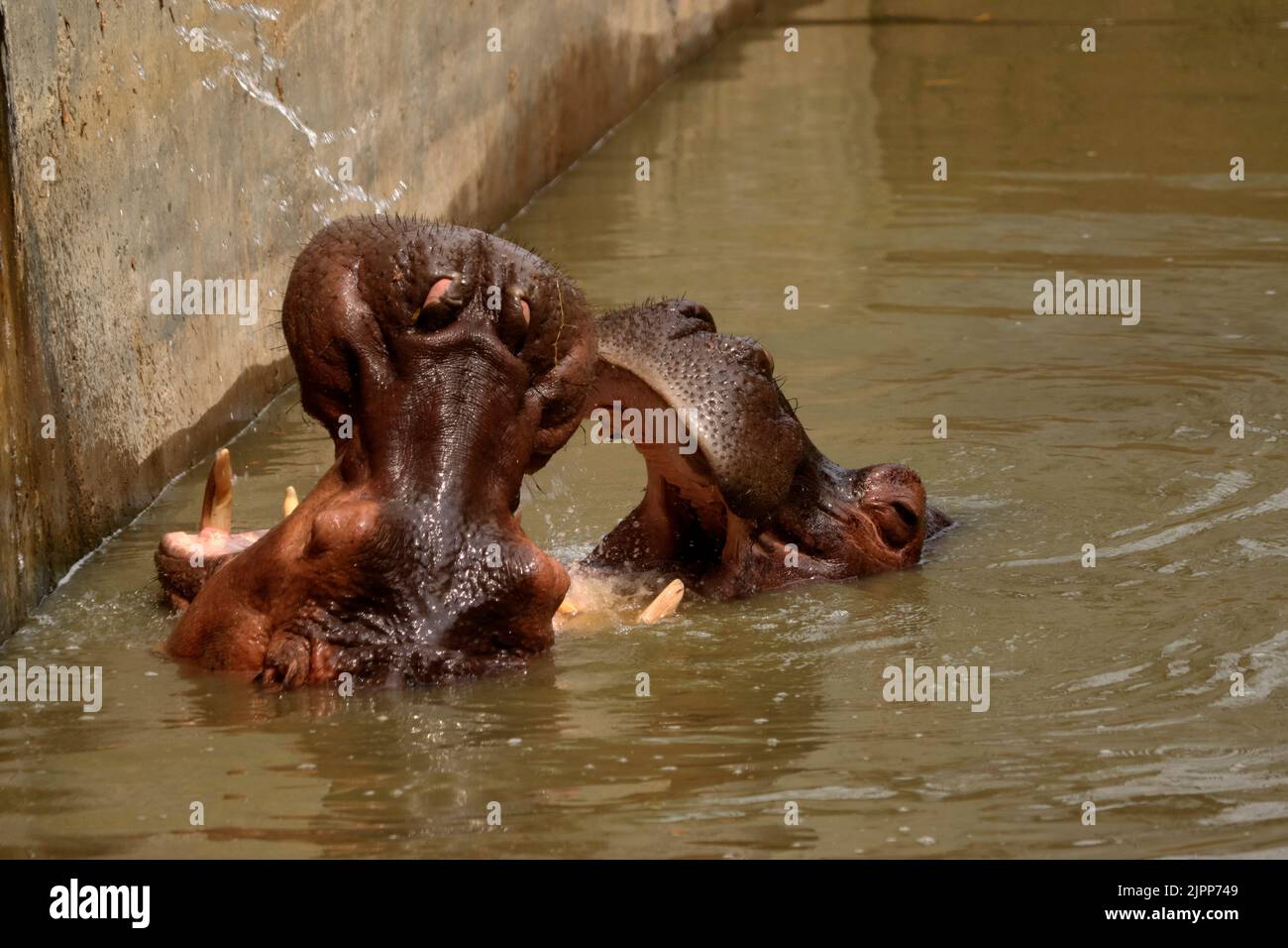 Two giant hippopotamus in the dirty water fighting with each other Stock Photo