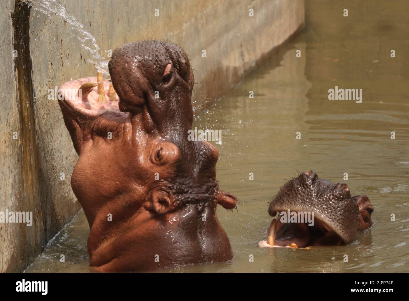 Two giant hippopotamus swimming in the dirty water and drinking water Stock Photo