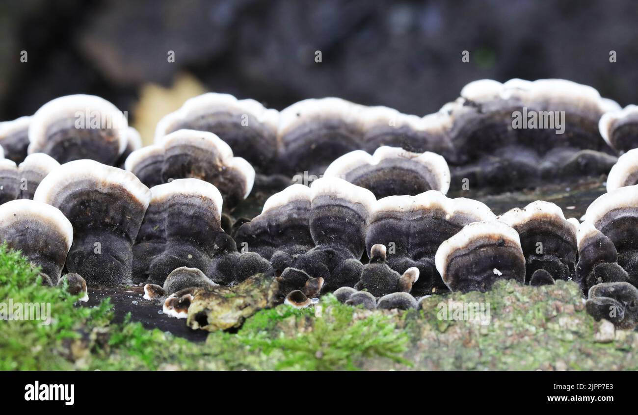 Grey Tooth fungus - Phellodon Melaleucus Stock Photo