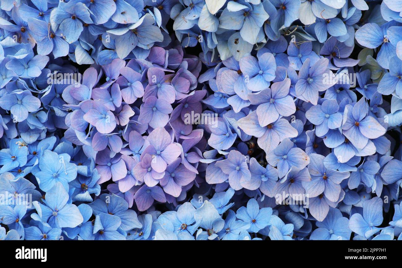 Blue Hydrangea Arrangement Stock Photo