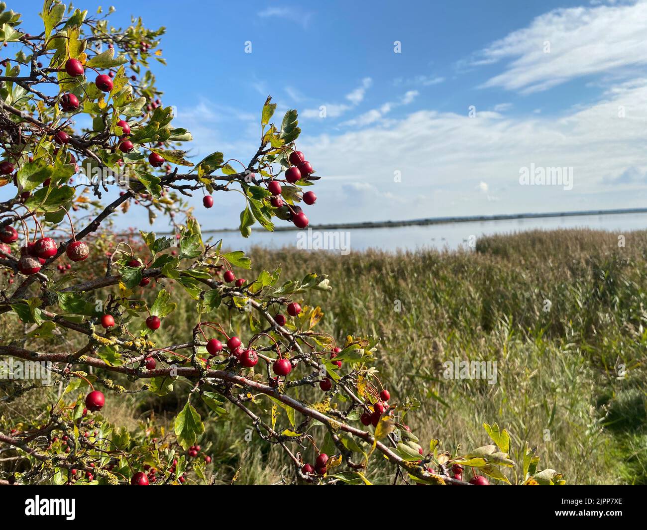 Branch of a hawthorn with red fruits with the Baltic Sea in the background. Stock Photo