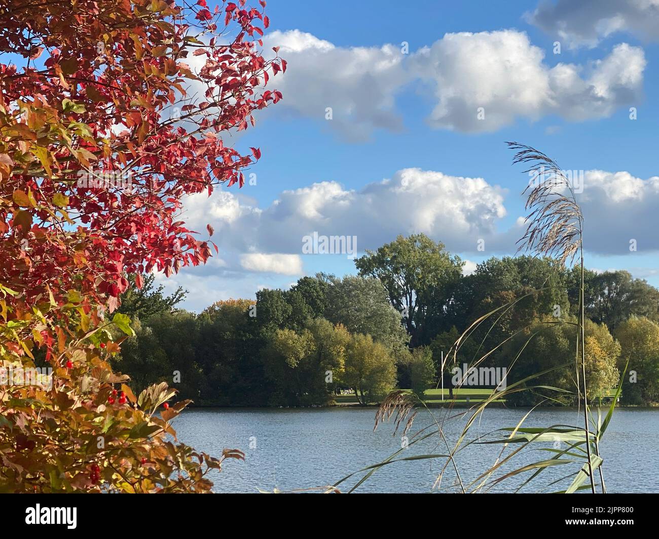 Autumn red colored tree on the lake shore, Kiessee Goettingen, Germany Stock Photo