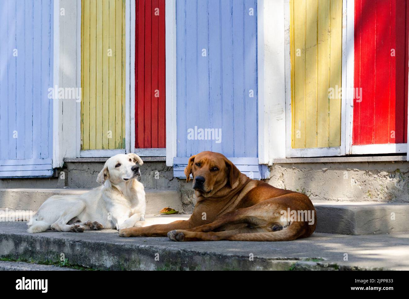 Two stray dogs lying on the pavement Stock Photo