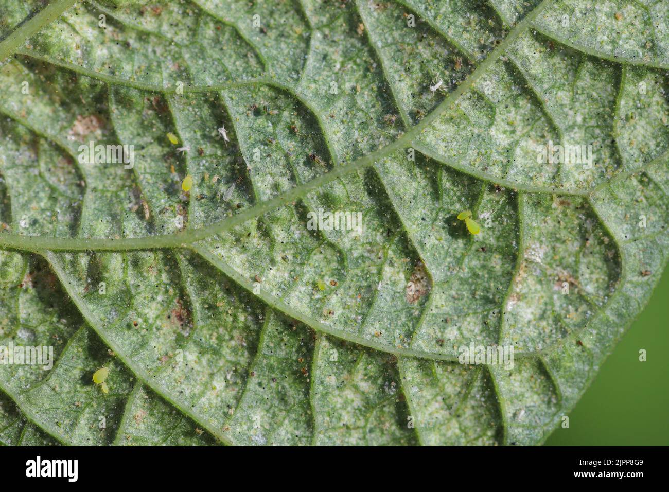 Tetranychus urticae (red spider mite or two-spotted spider mite) is a species of plant-feeding mite a pest of many plants. Damage on the bean leaves. Stock Photo