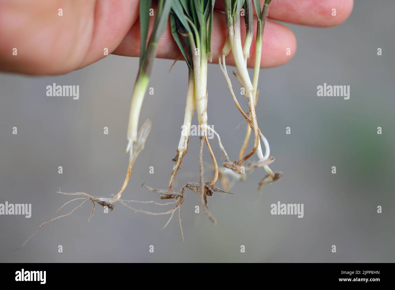 Seedling blight caused by fungi of the genera Fusarium, j Alternaria, Phytophthora and many others. Damage on rye seedlings. Stock Photo