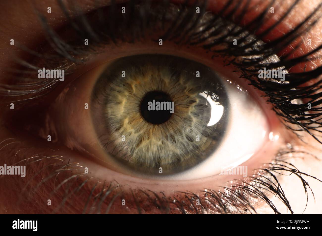Beautiful iris of human eye gray green closeup Stock Photo Alamy