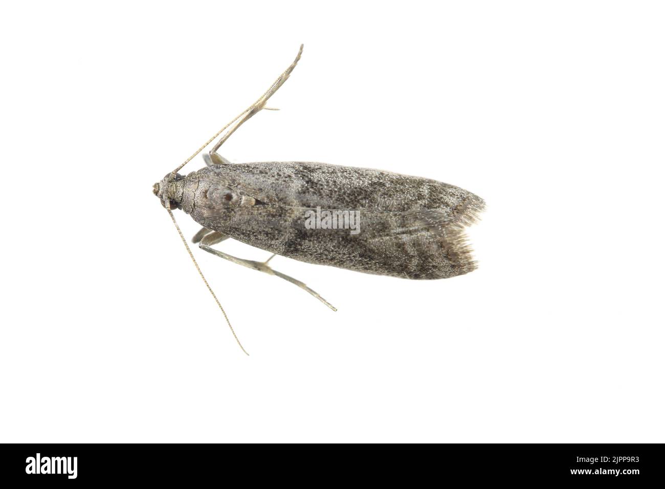 Detailed closeup on the small Tobacco Moth, Ephestia elutella - a common food pest. Color form with gray wings. A moth in a resting position. Stock Photo