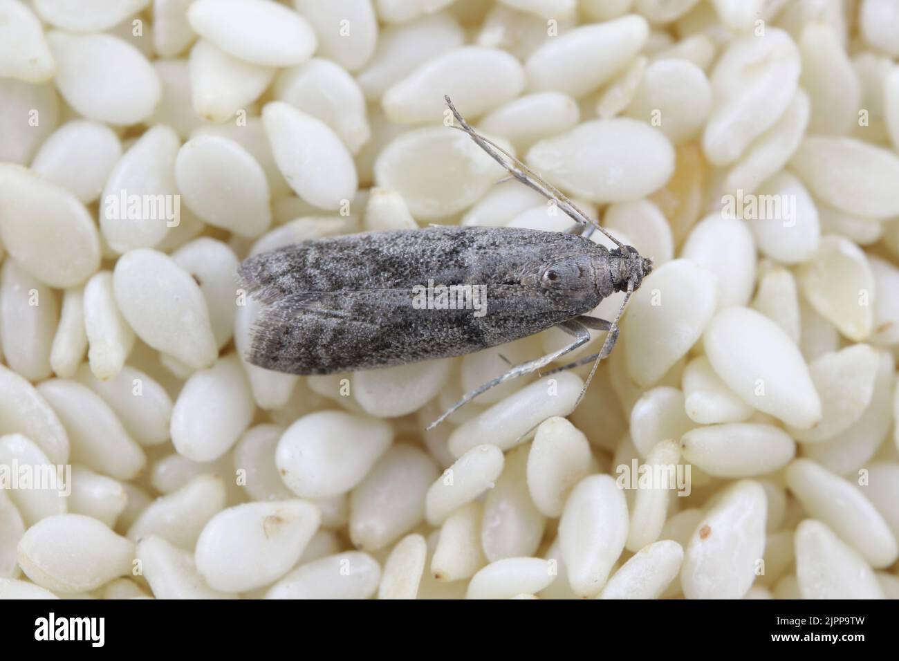 Detailed closeup on the small Tobacco Moth, Ephestia elutella - a common food pest. Color form with grey wings. Moth on sesame seeds. Stock Photo