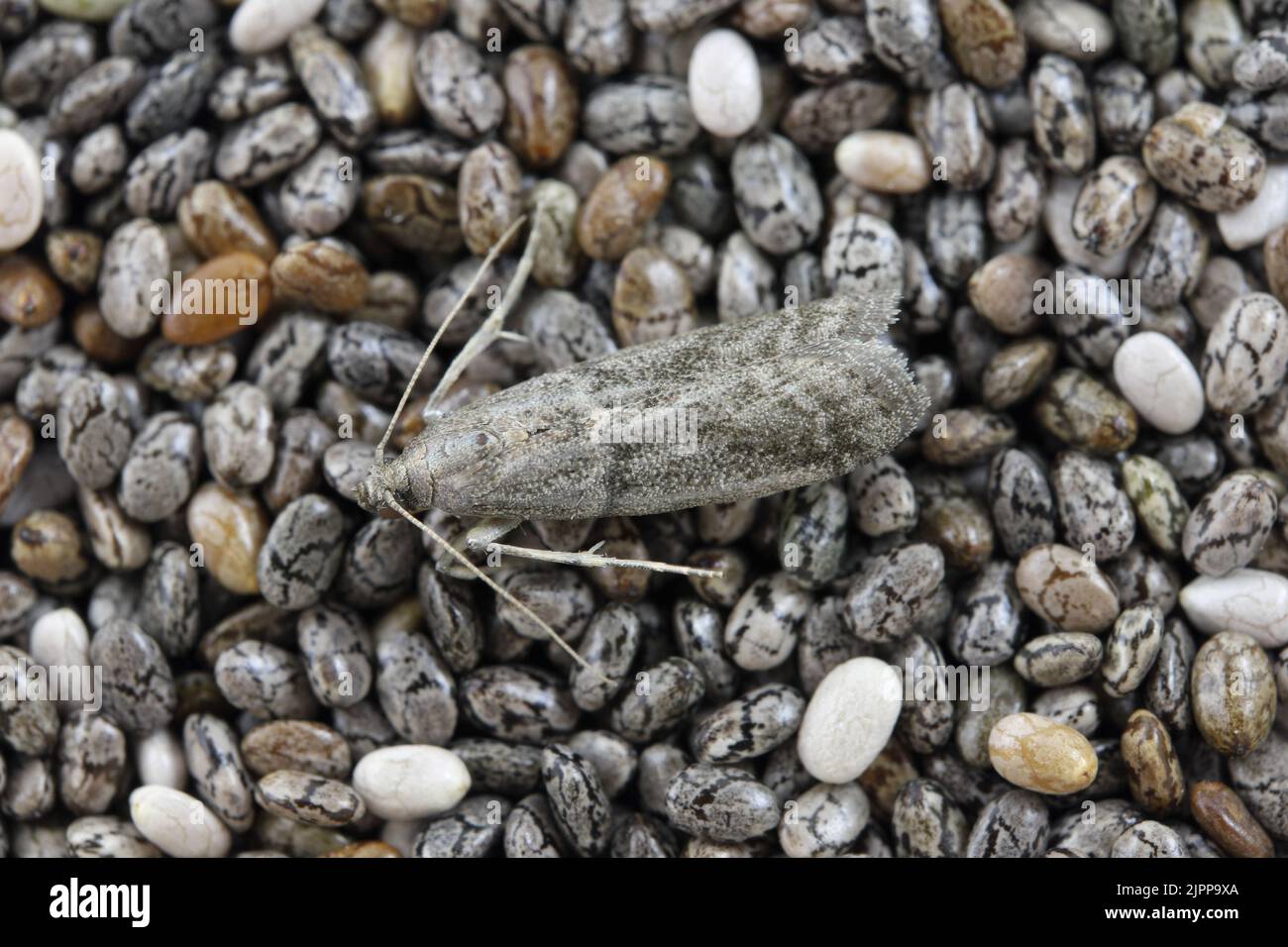 Detailed closeup on the small Tobacco Moth, Ephestia elutella - a common food pest. Color form with gray wings. Moth on chia seeds. Stock Photo