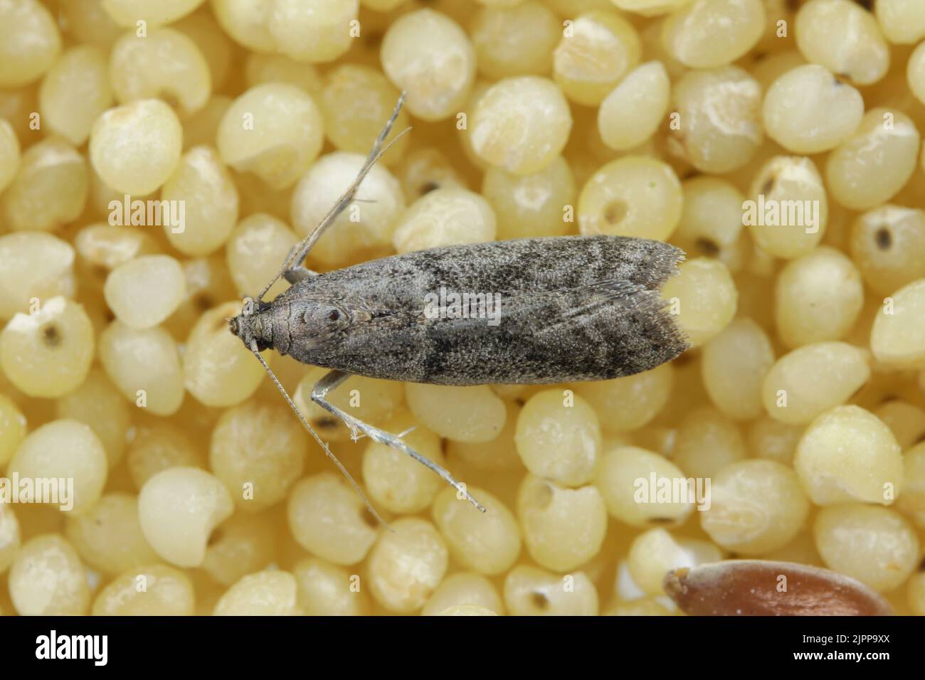 Detailed closeup on the small Tobacco Moth, Ephestia elutella - a common food pest. Color form with gray wings. Moth on bulgur porridge. Stock Photo