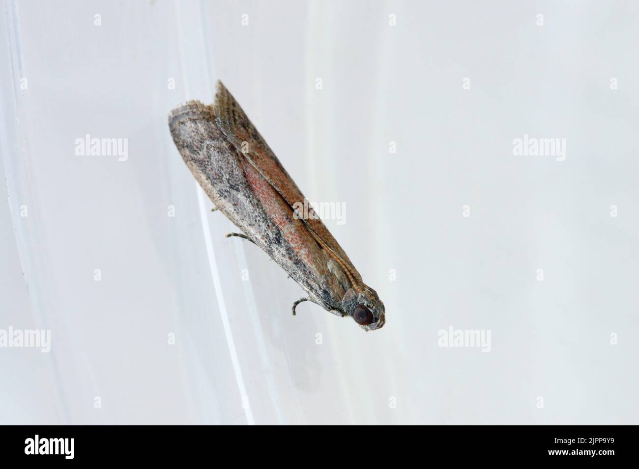 Detailed closeup on the small Tobacco Moth, Ephestia elutella - a common food pest. Color form with red areas on the wings. A moth in a resting. Stock Photo