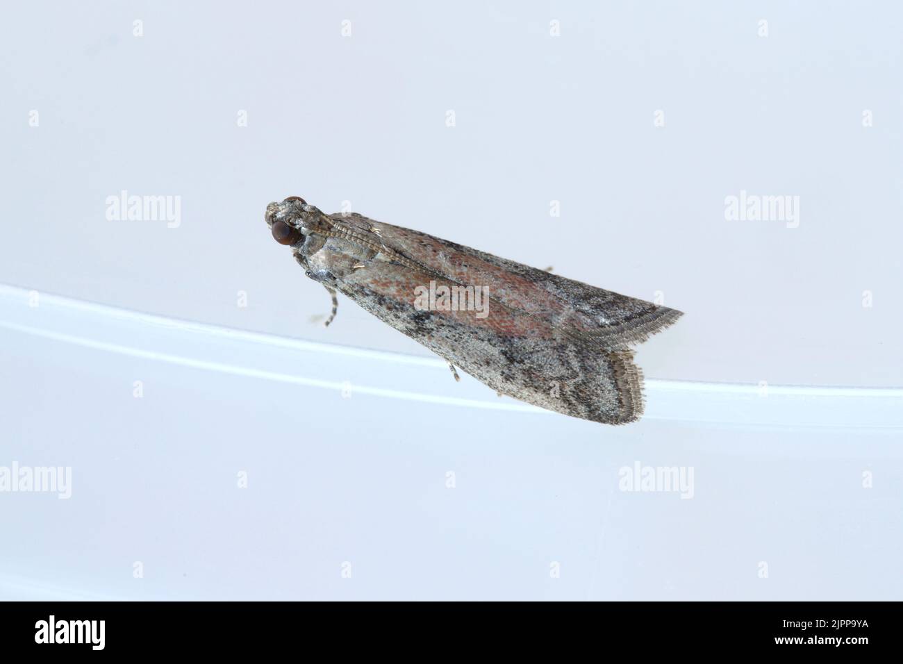Detailed closeup on the small Tobacco Moth, Ephestia elutella - a common food pest. Color form with red areas on the wings. A moth in a resting. Stock Photo