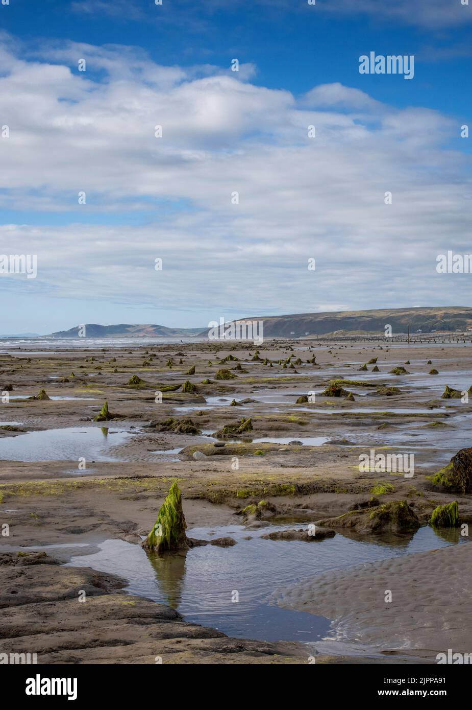 the petrified forest in borth Stock Photo