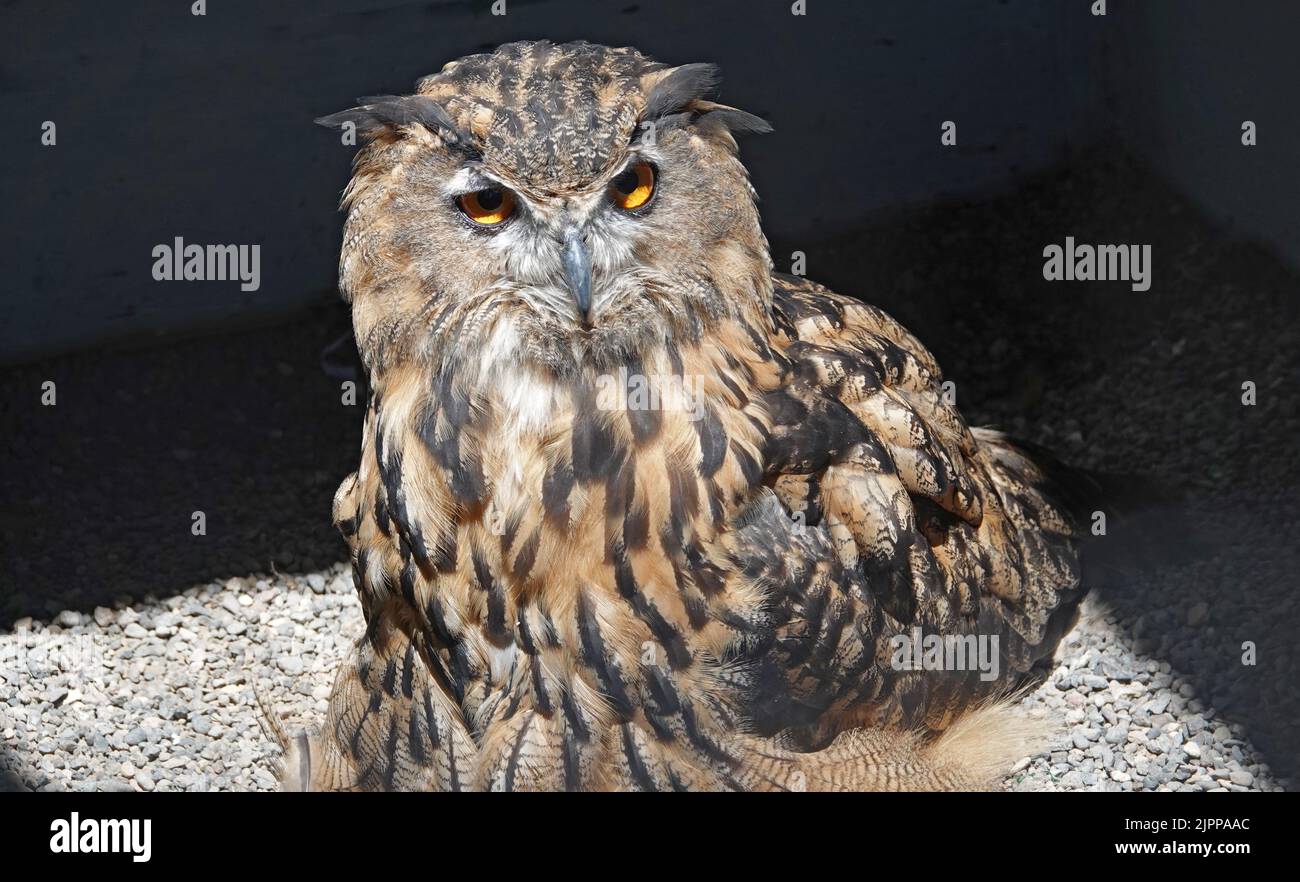 Portrait of a Eurasian Eagle Owl, Bubo bubo, cooling itself on a hot day. Stock Photo