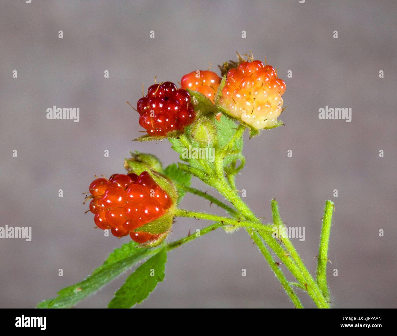 Immature western dewberry (Rubus ursinus), a trailing blackberry spoecies native to the Pacific Northwest. Stock Photo