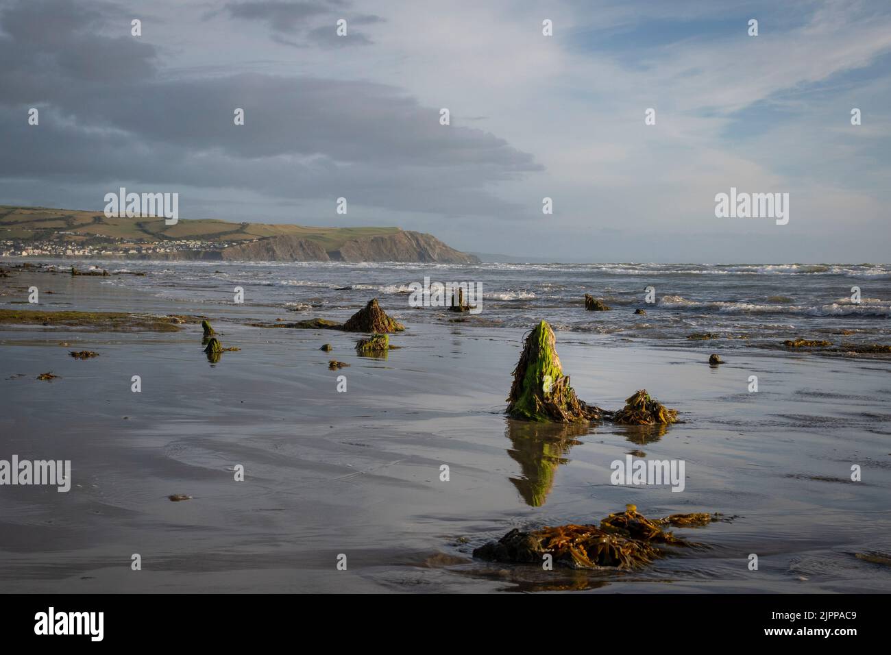 the petrified forest in borth Stock Photo