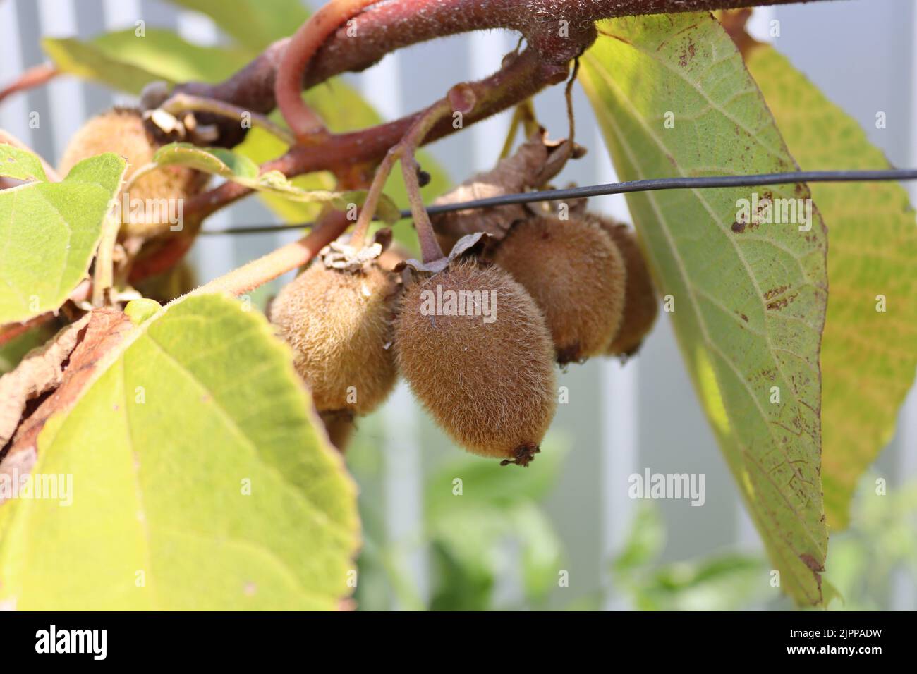 A look at some kiwi fruits in a local garden Stock Photo Alamy