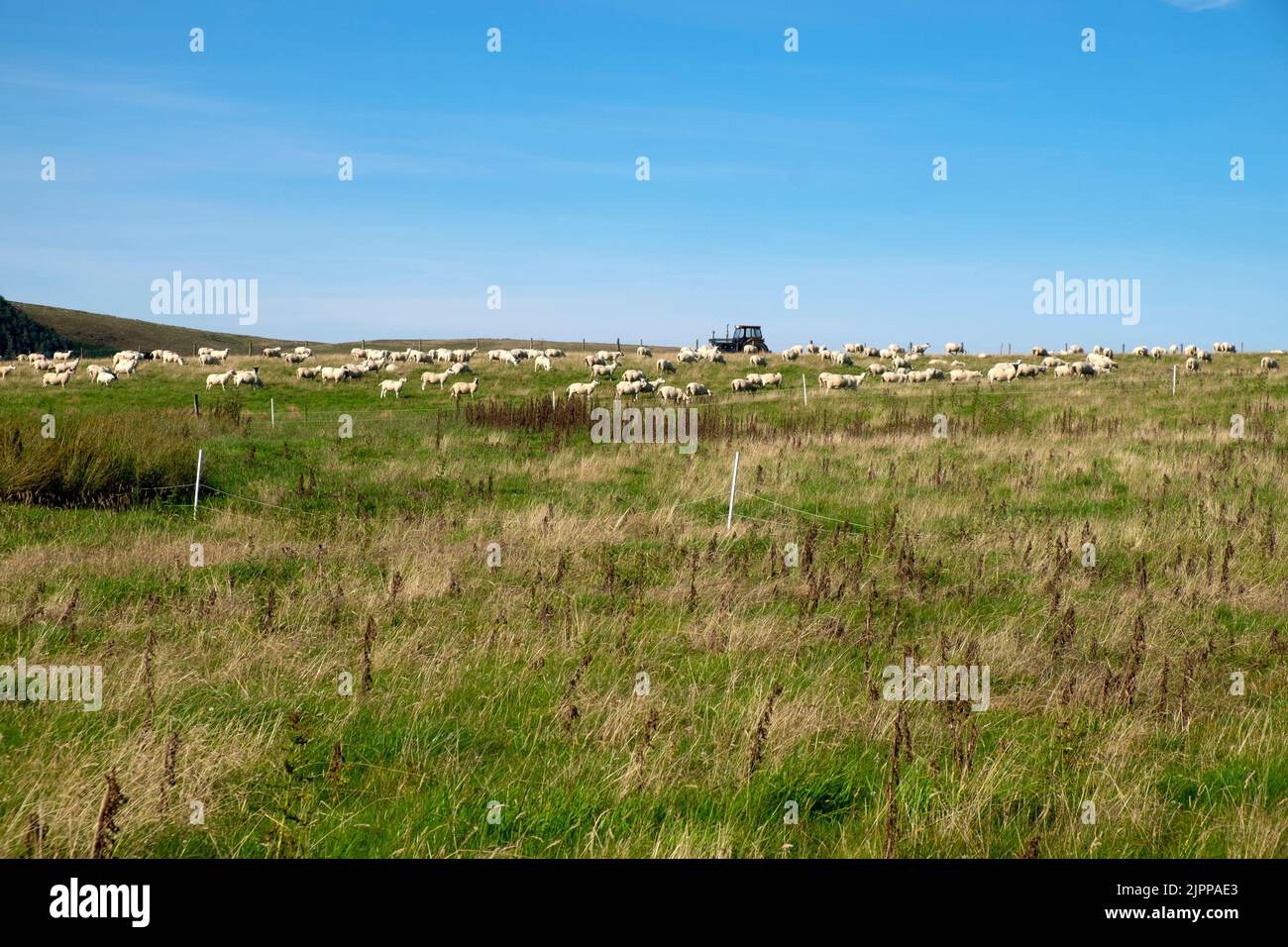 Flock of sheep grazing in field on Welsh upland farm and tractor blue sky farming landscape Carmarthenshire Wales UK Great Britain  KATHY DEWITT Stock Photo