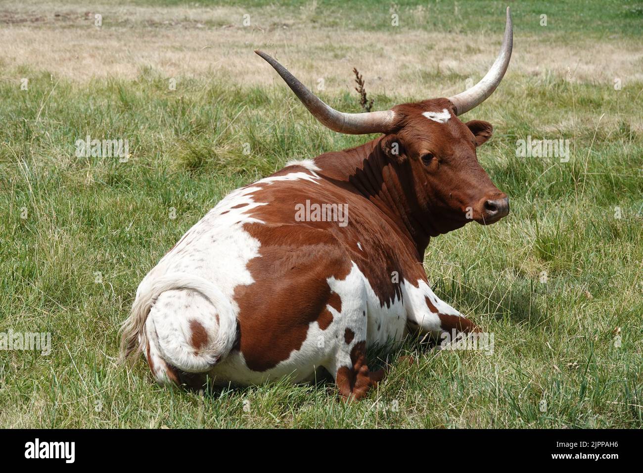 Texas longhorn cattle, resting in a farm field near Terrebonne, Oregon. Stock Photo