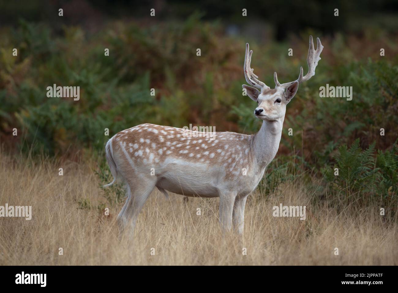 European fallow deer also known as the common fallow deer Stock Photo