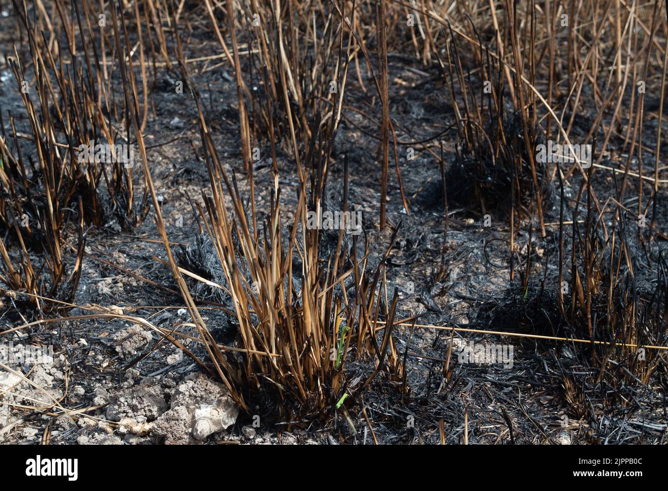 Wendover, Buckinghamshire, UK. 19th August, 2022. The aftermath of a