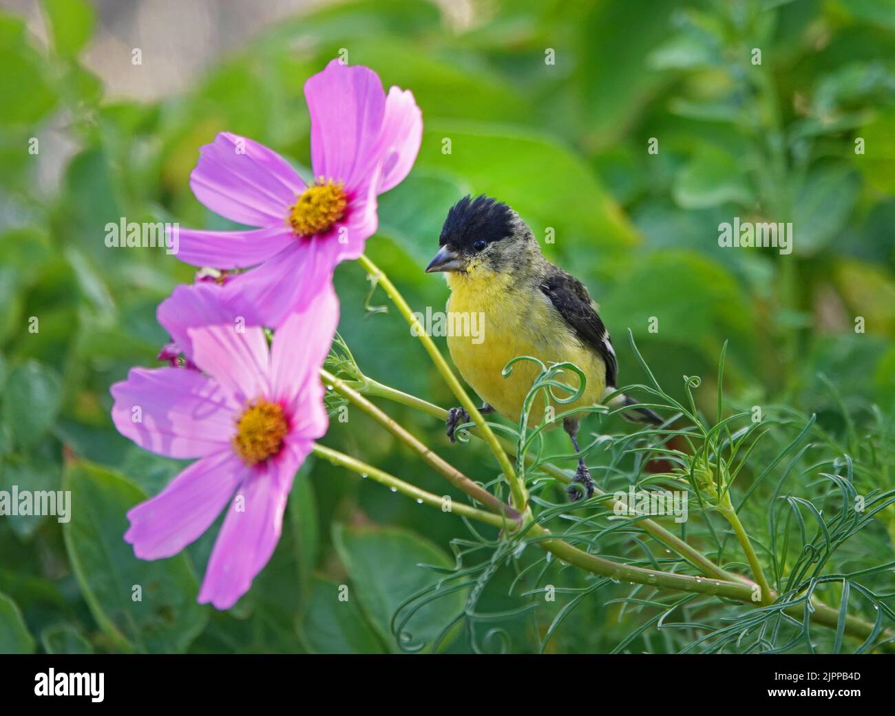 An American goldfinch, Spinus tristis, perched on a swiss chard plant in a garden, drinking water. Stock Photo