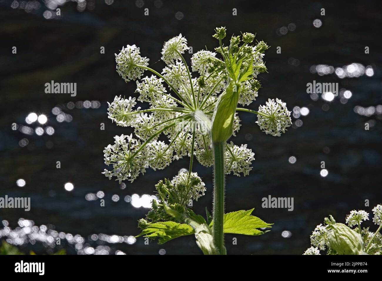 The blossom of a cow parsnip, growing along the edge of the Metolius River in the central Oregon Cascades. Stock Photo